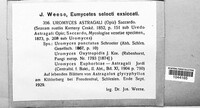Uromyces pisi-sativi image